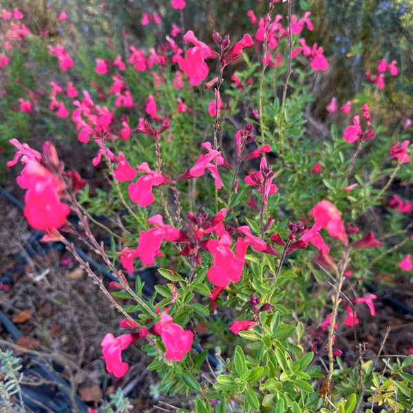 La Salvia 'Corallo' vendita, è una pianta perenne ornamentale con fiori di un vivace colore corallo, che fiorisce dalla primavera all'autunno. Ha foglie verdi aromatiche, è resistente alla siccità e attrae api e farfalle. Ideale per giardini mediterranei e bordure soleggiate.