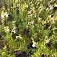 La Salvia greggii 'Alba' vendita è una pianta perenne arbustiva caratterizzata da fiori bianchi delicati e profumati. Fiorisce abbondantemente dalla primavera all'autunno ed è ideale per giardini secchi o mediterranei. Le sue foglie sono piccole, aromatiche e di colore verde intenso. Resiste bene alla siccità e attira impollinatori come api e farfalle.