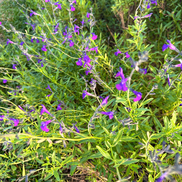 Vendita Salvia lycioides, è una pianta perenne cespugliosa originaria del Messico e del sud-ovest degli Stati Uniti. Ha piccoli fiori blu-viola che fioriscono dalla primavera all'autunno, accompagnati da foglie verdi aromatiche. È resistente alla siccità e attira impollinatori come api e farfalle, perfetta per giardini soleggiati