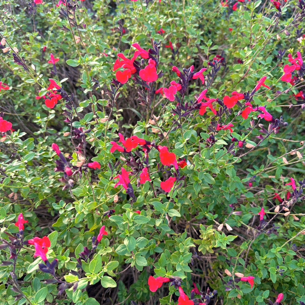 La Salvia 'Royal Bumble' è una pianta perenne molto decorativa, caratterizzata da fiori rosso scarlatto intenso e foglie aromatiche verdi. Fiorisce abbondantemente dalla primavera all'autunno, è resistente alla siccità e attrae farfalle e api. Ideale per bordure e giardini mediterranei.