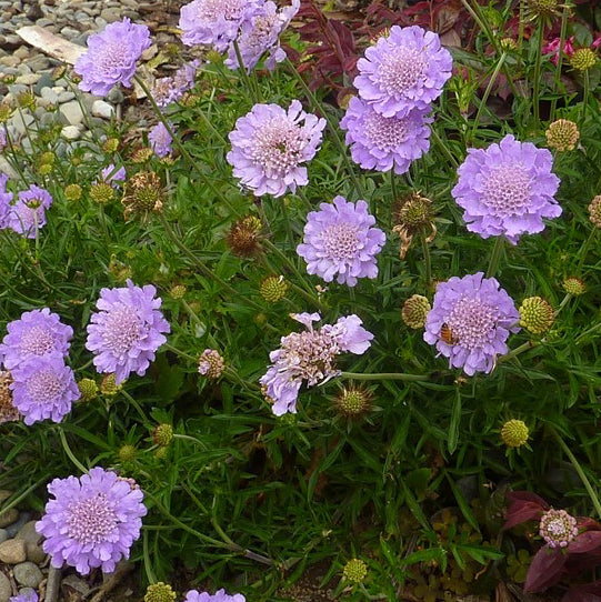 La Scabiosa 'Perfecta Mid Blue' in vendita è una varietà di scabiosa con fiori blu medio intensi su steli lunghi e sottili. Forma cespugli compatti alti circa 60-80 cm e fiorisce abbondantemente in estate. Amata dalle api e dalle farfalle, è ideale per aiuole e bordure in terreni ben drenati e soleggiati.