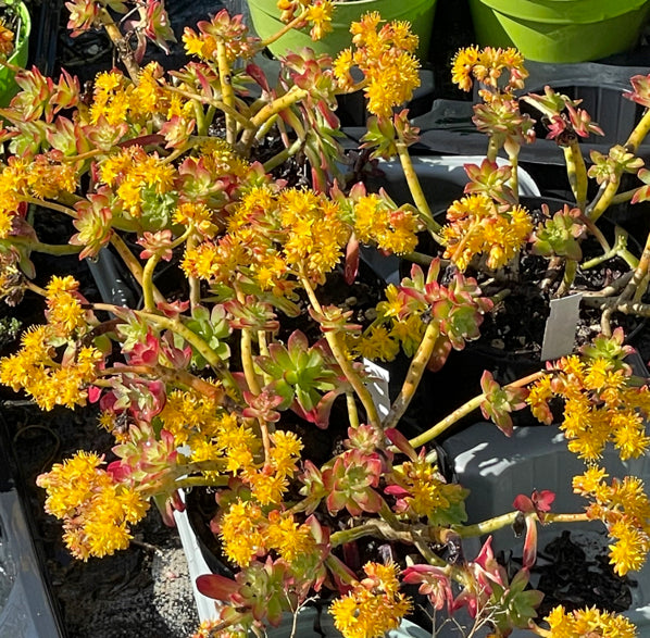 Sedum palmeri