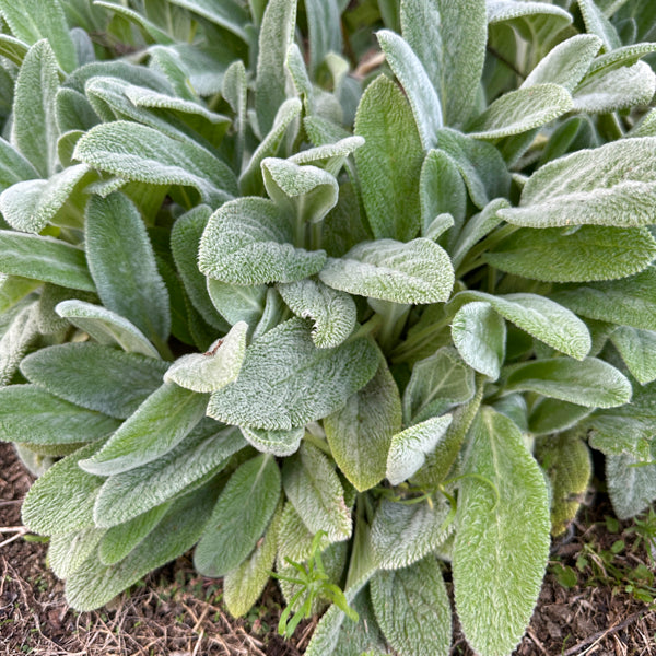 La Stachys byzantina vendita, o orecchie d'agnello, è una pianta perenne con foglie grigio-argentee, soffici e vellutate. È apprezzata per il suo aspetto decorativo e produce piccoli fiori rosa-violacei in estate. Adatta a giardini rocciosi e bordure, richiede poca manutenzione e tollera bene la siccità