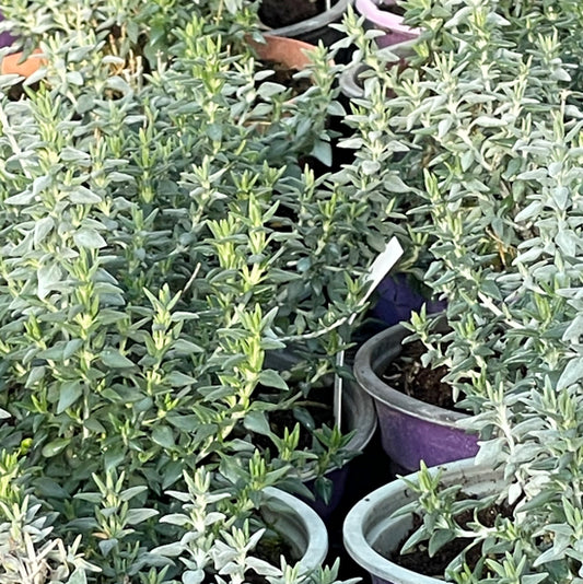 Teucrium Marum in vendita in vaso 14 cm, è un piccolo arbusto sempreverde che può raggiungere un'altezza massimo di 30 cm. Preferisce esposizioni soleggiate e luminose, può adattarsi ad ogni tipo di terreno e non soffre la siccità.  Nel periodo estivo entra in fioritura con dei piccolissimi fiori di colore rosa.