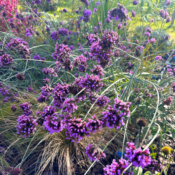 La Verbena bonariensis in vendita è una pianta perenne alta e slanciata, nota per i suoi piccoli fiori viola-lilla raggruppati in fitte infiorescenze. Fiorisce dall'estate fino all'autunno ed è molto apprezzata per il suo aspetto leggero e delicato. È ideale per giardini informali e bordure miste, attirando farfalle e api. La Verbena bonariensis è resistente alla siccità e facile da coltivare, aggiungendo verticalità e colore ai giardini.