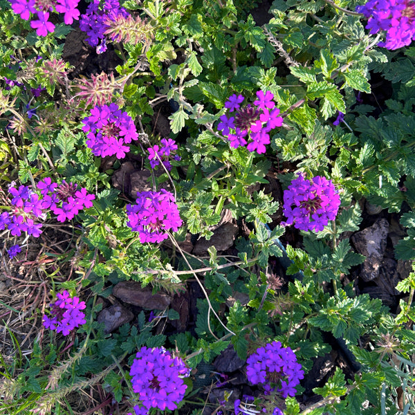 Verbena Canadensis vendita