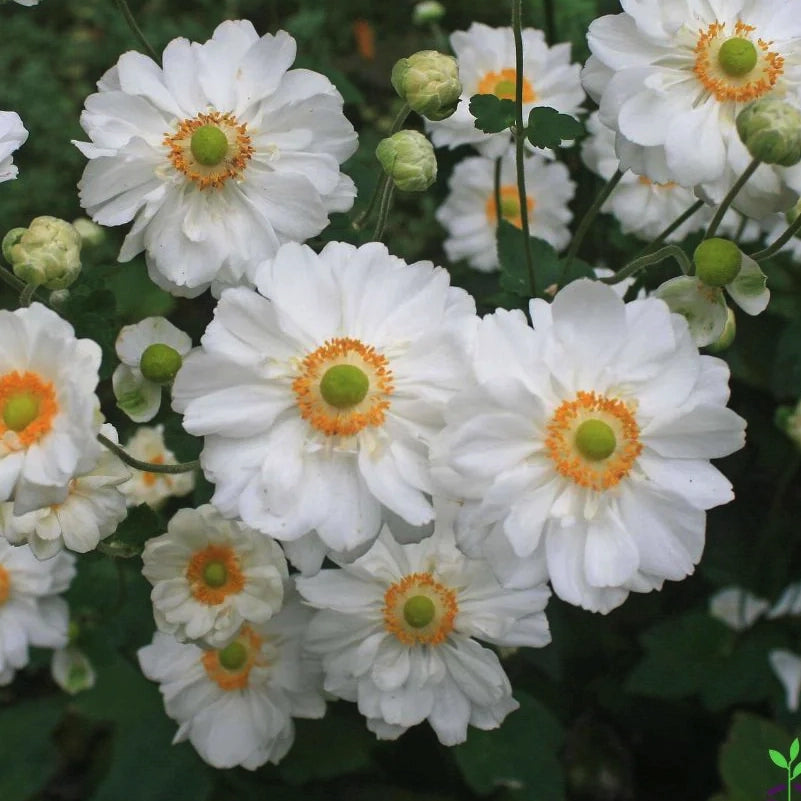 Anemone x hybrida ‘Whirlwind’ in fiore, perenne autunnale dai fiori bianchi doppi per bordure eleganti