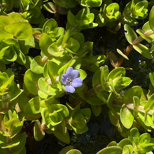 Bacopa caroliniana, pianta acquatica ossigenante con foglie profumate e fiori azzurri, venduta in rizoma. Ideale per laghetti e vasche ornamentali.