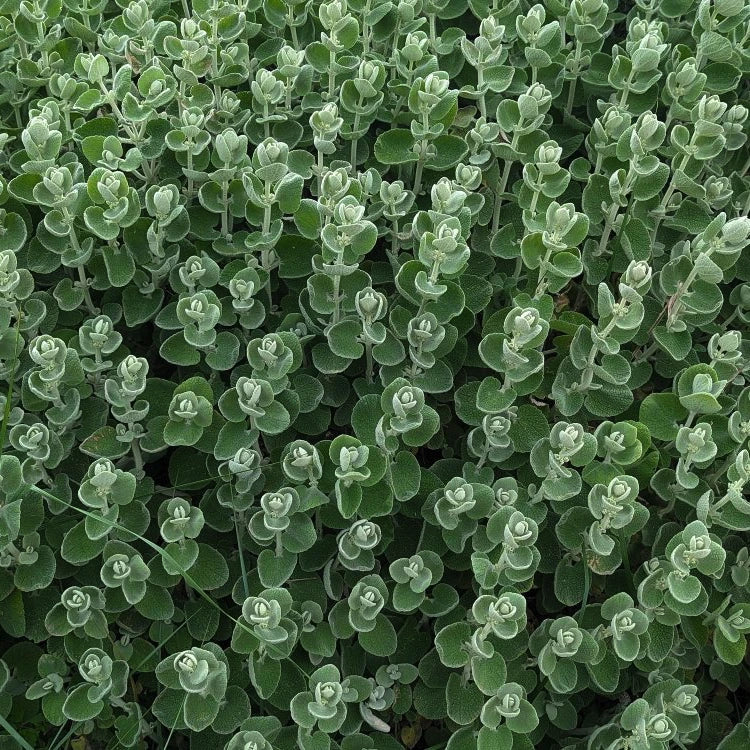 Ballota pseudodictamnus pianta perenne mediterranea con fogliame argenteo vellutato