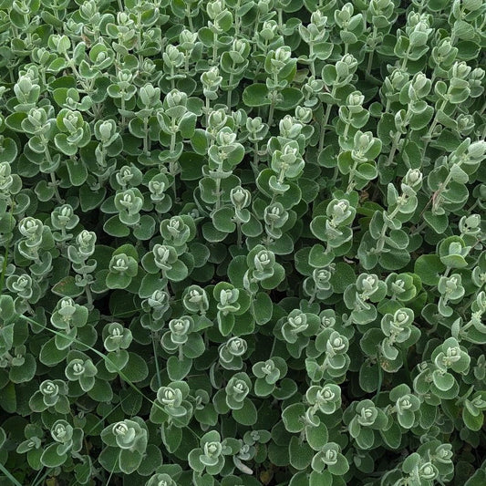 Ballota pseudodictamnus pianta perenne mediterranea con fogliame argenteo vellutato