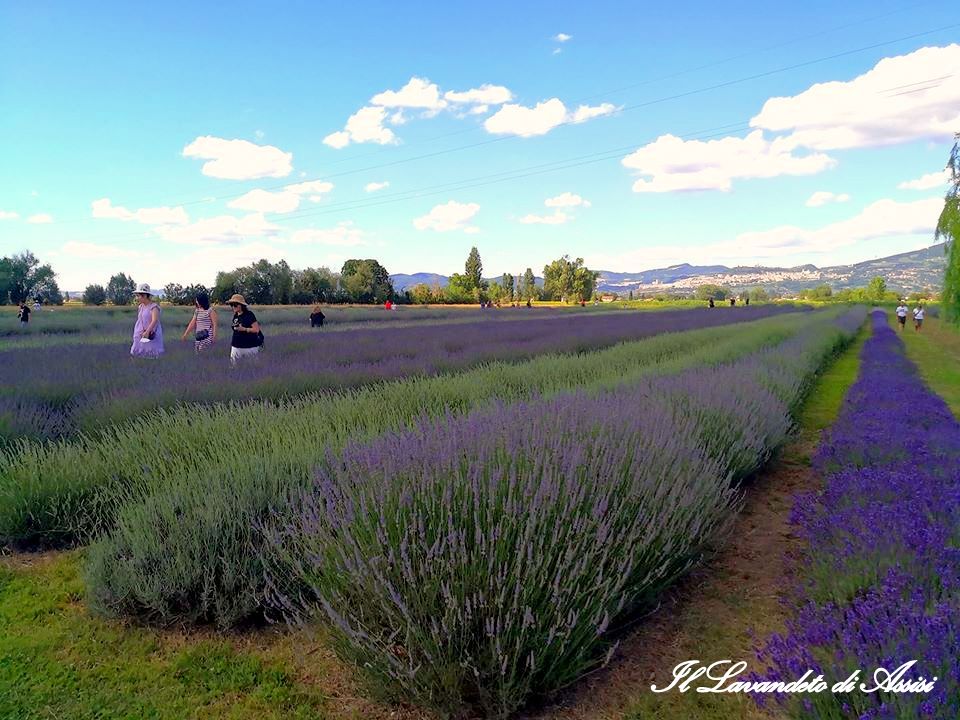 I campi di lavanda più belli d' Italia, lavender farm Italy, lavender festival Italy