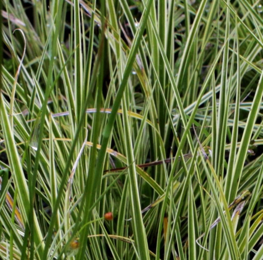 Carex brunnea ‘Jubilo’, graminacea ornamentale sempreverde con foglie sottili e variegate verde-crema