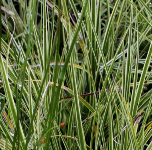 Carex brunnea ‘Jubilo’, graminacea ornamentale sempreverde con foglie sottili e variegate verde-crema