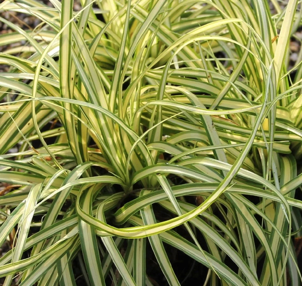 Carex hachijoensis ‘Maxigold’, graminacea ornamentale sempreverde con foglie variegate verde scuro e dorato