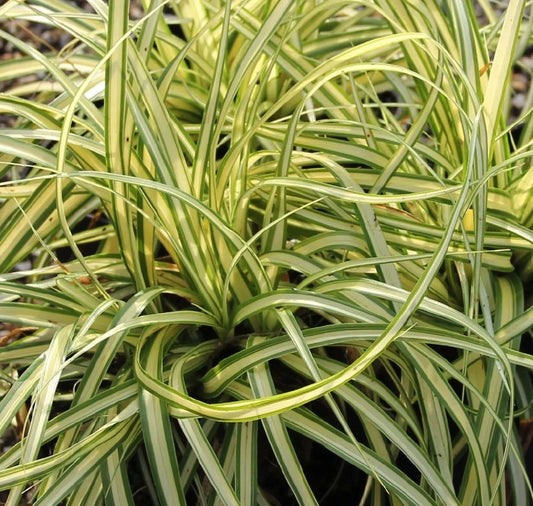 Carex hachijoensis ‘Maxigold’, graminacea ornamentale sempreverde con foglie variegate verde scuro e dorato
