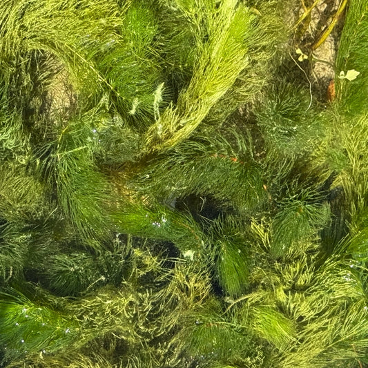 Ceratophyllum demersum, pianta ossigenante sommersa per laghetti e vasche. Crescita rapida, utile contro le alghe. Venduta in rizoma o porzione.