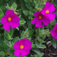 Cistus pulverulentus, arbusto sempreverde mediterraneo con fiori rosa e cuore giallo