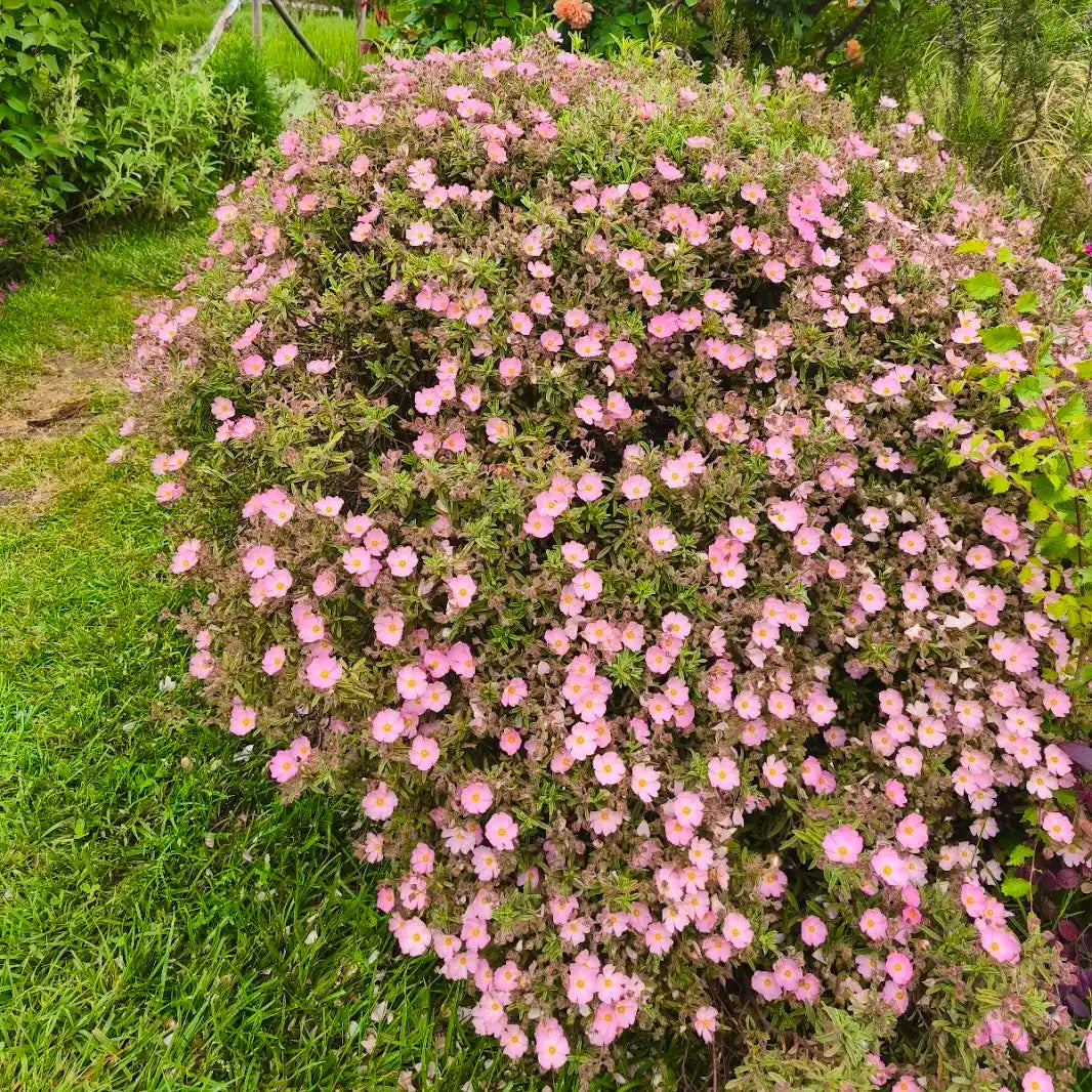 Cistus skanbergii in fiore con fioritura rosa compatta ideale per giardino mediterraneo e bordure soleggiate