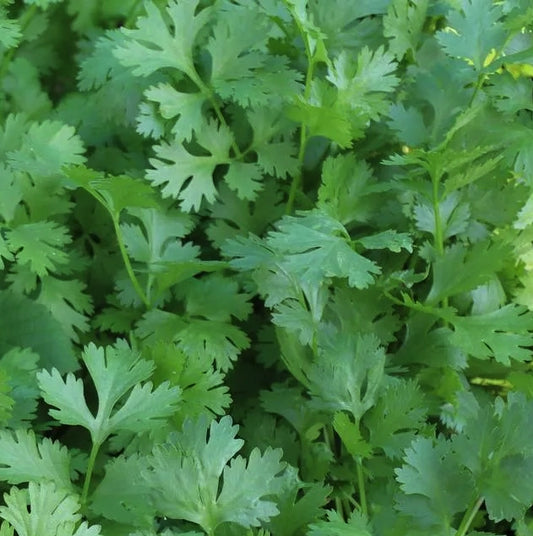 Coriandolo (Coriandrum sativum) con foglie verdi e ombrelle bianche, pianta aromatica annuale per cucina etnica e infusi.