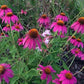 vendita echinacea purpurea, echinacee vendita online, echinacea pianta vendita, Vivaio piante online, 