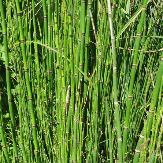 Equisetum hyemale, pianta palustre con fusti verdi e nodi neri, venduta in rizoma. Ideale per laghetti, vasche e giardini moderni.
