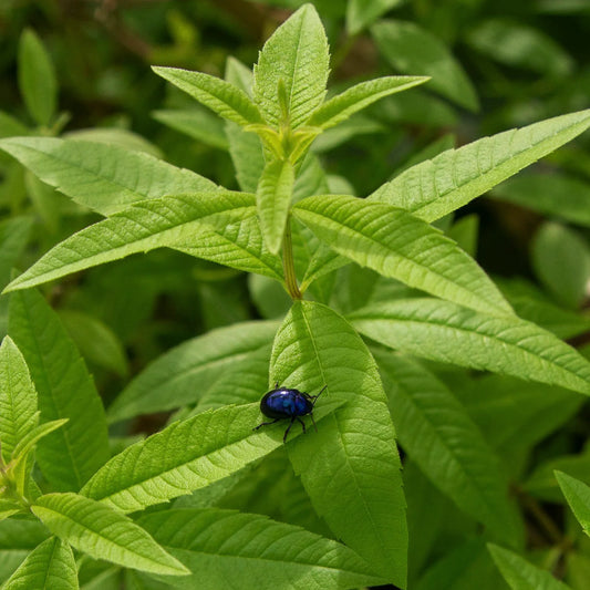 erba luigia pianta aromatica cedrina coltivazione profumo limone foglie aromatiche giardino balcone vendita piante online