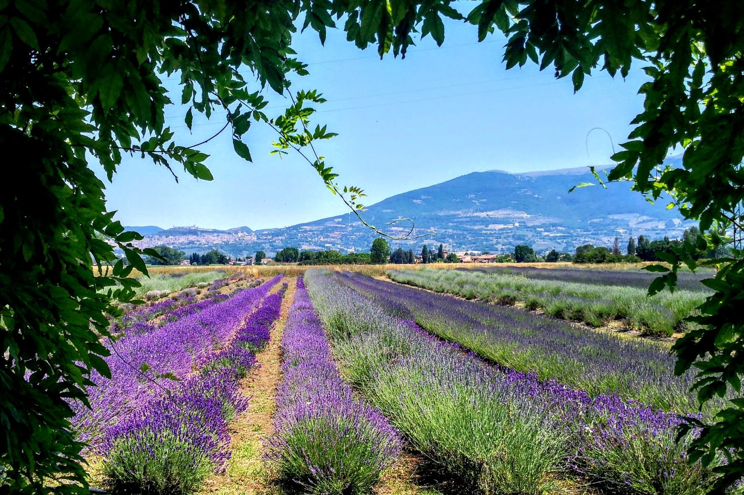 Campi di lavanda Italia, idee regalo Natale, regali di Natale particolari