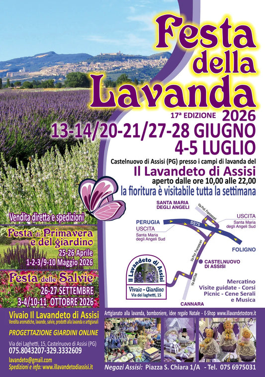 Festa della Lavanda di Assisi al Lavandeto, visitatori tra i filari di lavanda in fiore con vista su Assisi