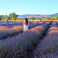 vendita lavanda, vendita piante di lavanda, festa della lavanda, eventi in Umbria, eventi Assisi, eventi Perugia, eventi all' aperto in Umbria. eventi in Umbria giugno, eventi in Umbria luglio, manifestazioni in Umbria giugno e luglio 2026