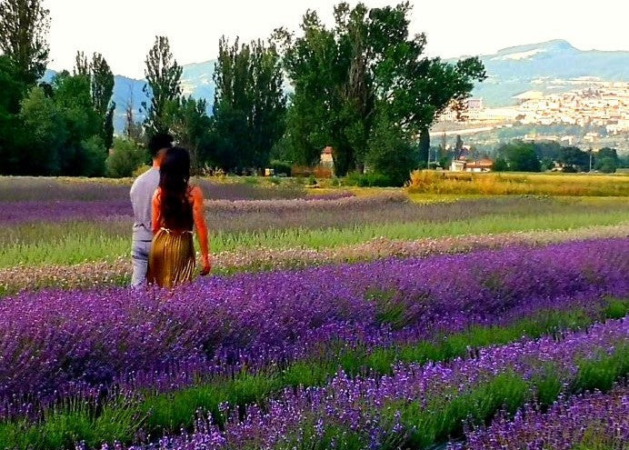 Festa della lavanda 2026, Idee regalo Natale