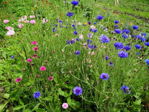 Fiordaliso pianta (Cyanus segetum) in fiore con corolle blu, pianta da giardino rustico per bordure e fiori recisi.