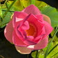 Fiore di Loto Nelumbo nucifera, pianta acquatica con grandi fiori rosa profumati