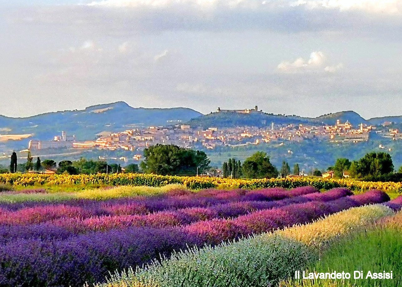 campi di lavanda in Italia, fioritura della lavanda, dove vedere i campi di lavanda, eventi Assisi giugno, eventi Assisi luglio, San Francesco di Assisi eventi