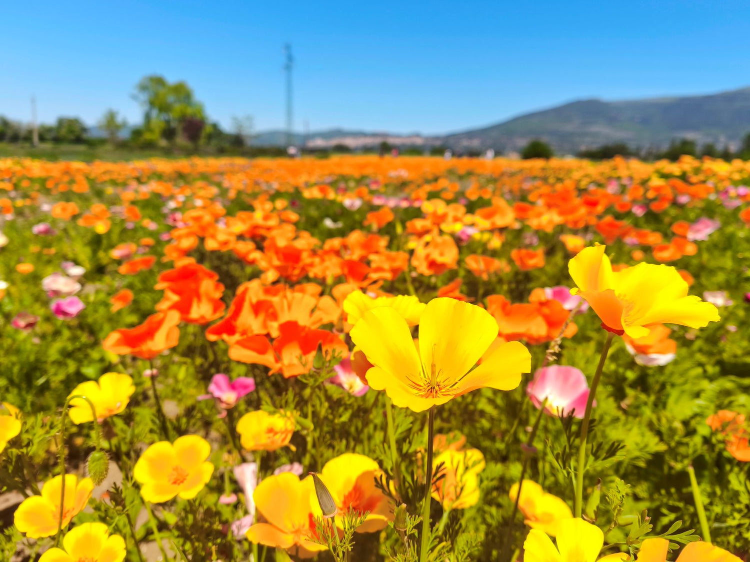 Fioritura dei papaveri, festa dei papaveri, campi di papaveri, dove vedere la fioritura dei papaveri in Italia. Foto papaveri, immagini papaveri, papaveri della California