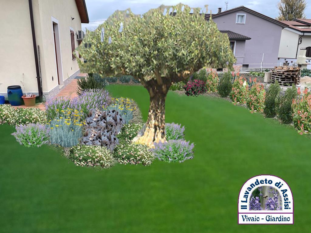 Progetto aiuola con ulivo, cosa piantare sotto un olivo, progetti giardini gratuiti, progettazione giardini online, come realizzare un' aiuola, piante per giardino secco