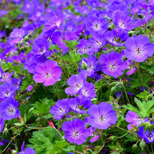 Geranium Rozanne geranio perenne con fiori blu violetto a lunga fioritura