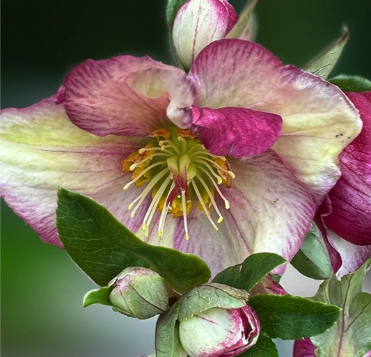 Helleborus HGC Ice N Roses Carlotta elleboro con grandi fiori rosa a fioritura invernale