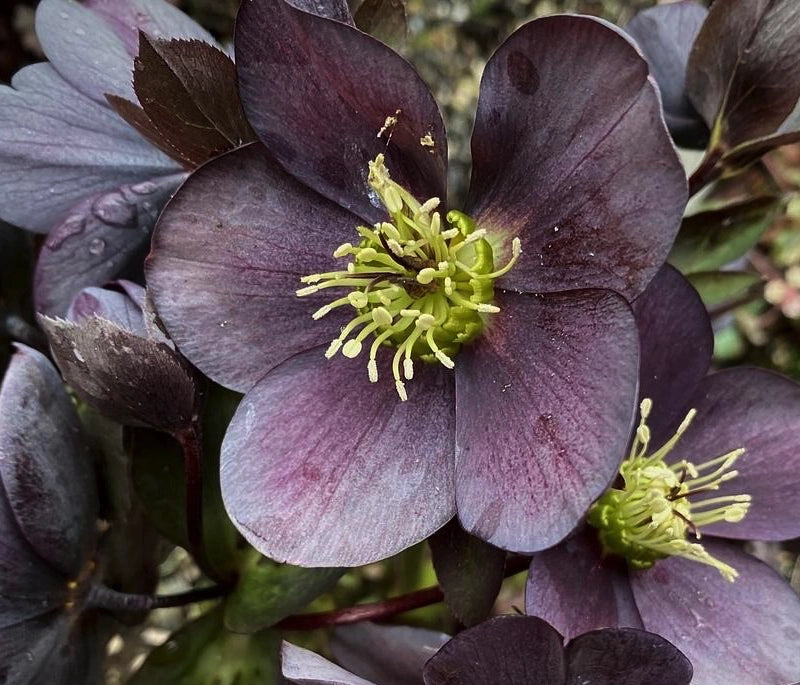 Helleborus orientalis Magic Slaty Blue con fiori viola scuro e sfumature blu ardesia, elleboro perenne a fioritura invernale per giardino e vaso.