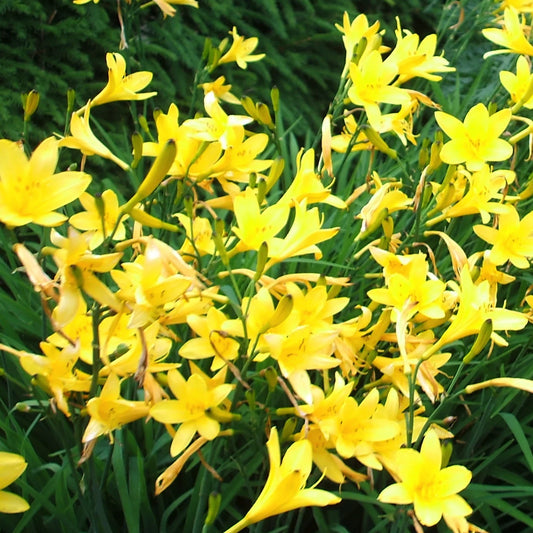 Hemerocallis lilioasphodelus emerocallide gialla profumata con fiori giallo limone