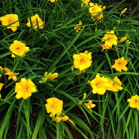 Hemerocallis Stella de Oro emerocallide gialla rifiorente da giardino