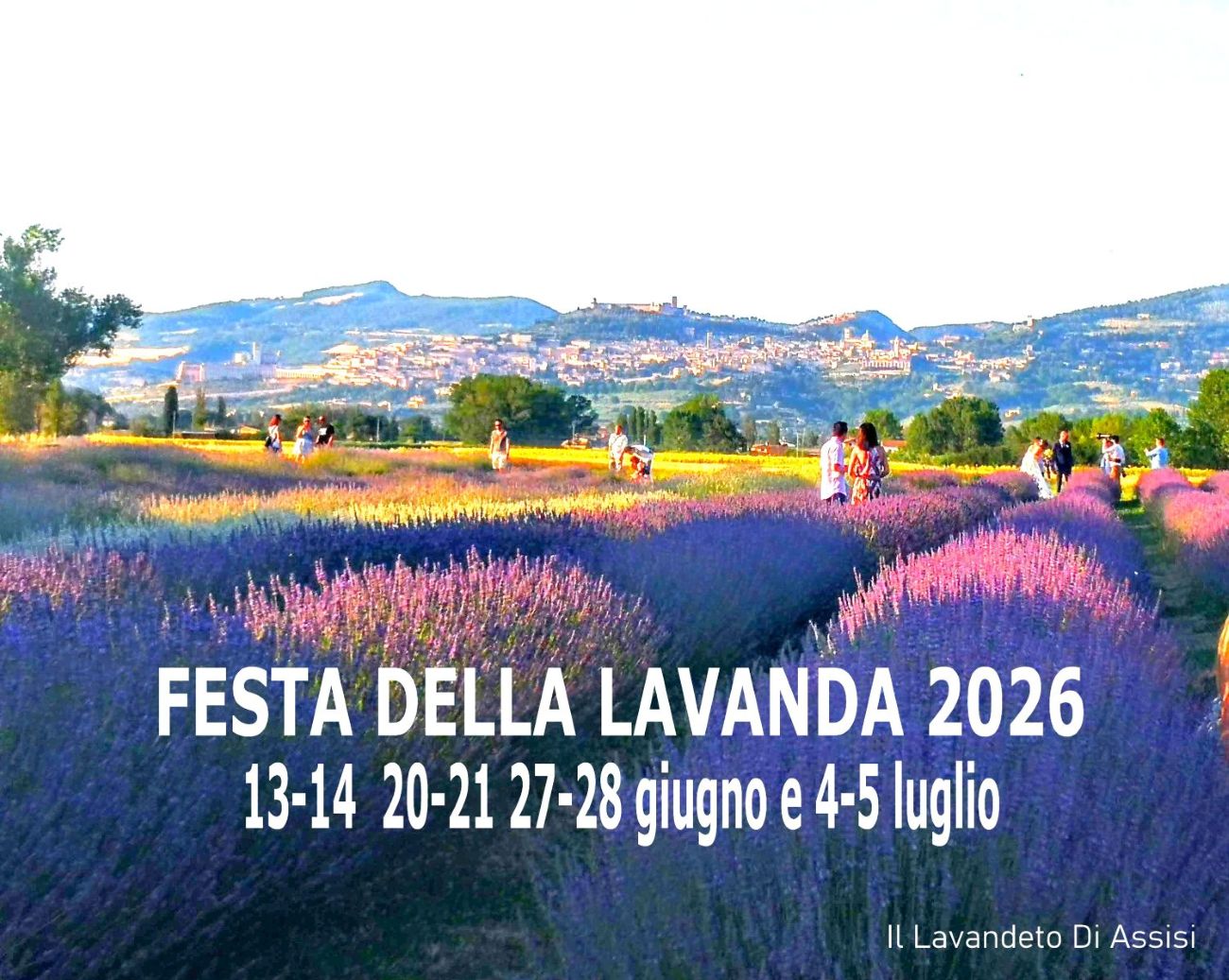 lavanda_angustifolia_vendita_lavanda_il_lavandeto_di_Assisi_lavanda_angustifolia_vendita_vivaio_Perugia
