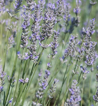 Lavanda intermedia "Grappenhall", Lavanda "Grappenhall", Grappenhall, vendita lavanda, vendita lavanda lilla chiaro, lavandula x intermedia Grappenhall