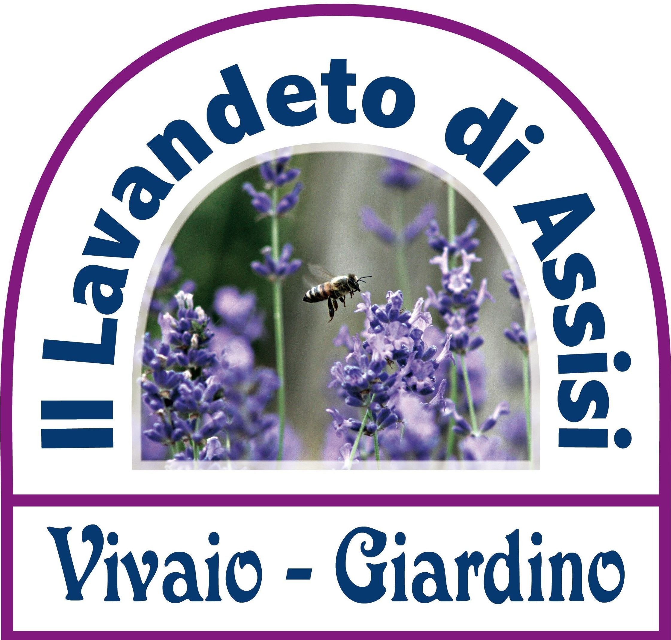 Vivaio Perenni, vivaio lavanda, vivaio erbacee, vivaio vendita online Eventi Assisi, Feste Assisi. luoghi da visitare Assisi Umbria