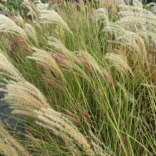 Miscanthus sinensis ‘Graziella’, graminacea ornamentale con foglie strette verde scuro e spighe argento-ramate decorative