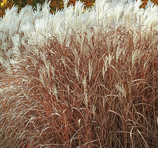 Miscanthus sinensis ‘Purpurascens’, graminacea ornamentale con foglie che in autunno diventano rosso-arancio e spighe argento-ramate