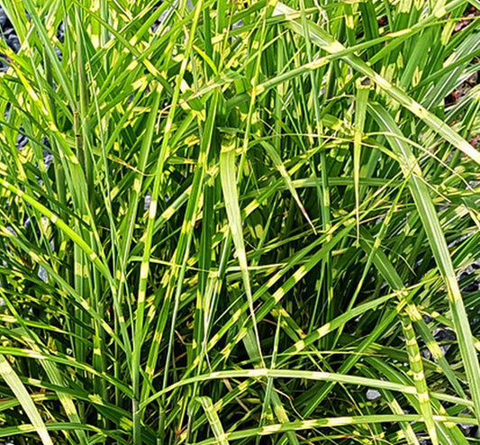 Miscanthus sinensis ‘Strictus Dwarf’, graminacea ornamentale nana con foglie zebrato-gialle e spighe erette rosso-ramate