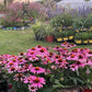 eventi in Umbria, eventi Assisi, manifestazioni in Umbria, Perugia flower show, festival dei fiori, eventi in Umbria oggi, 