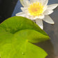 Ninfea bianca Nymphaea alba rustica con grande fiore bianco, centro giallo e foglie galleggianti per laghetti e giardini acquatici