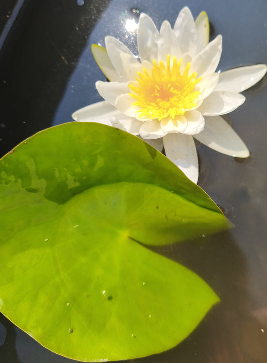 Ninfea bianca Nymphaea alba rustica con grande fiore bianco, centro giallo e foglie galleggianti per laghetti e giardini acquatici