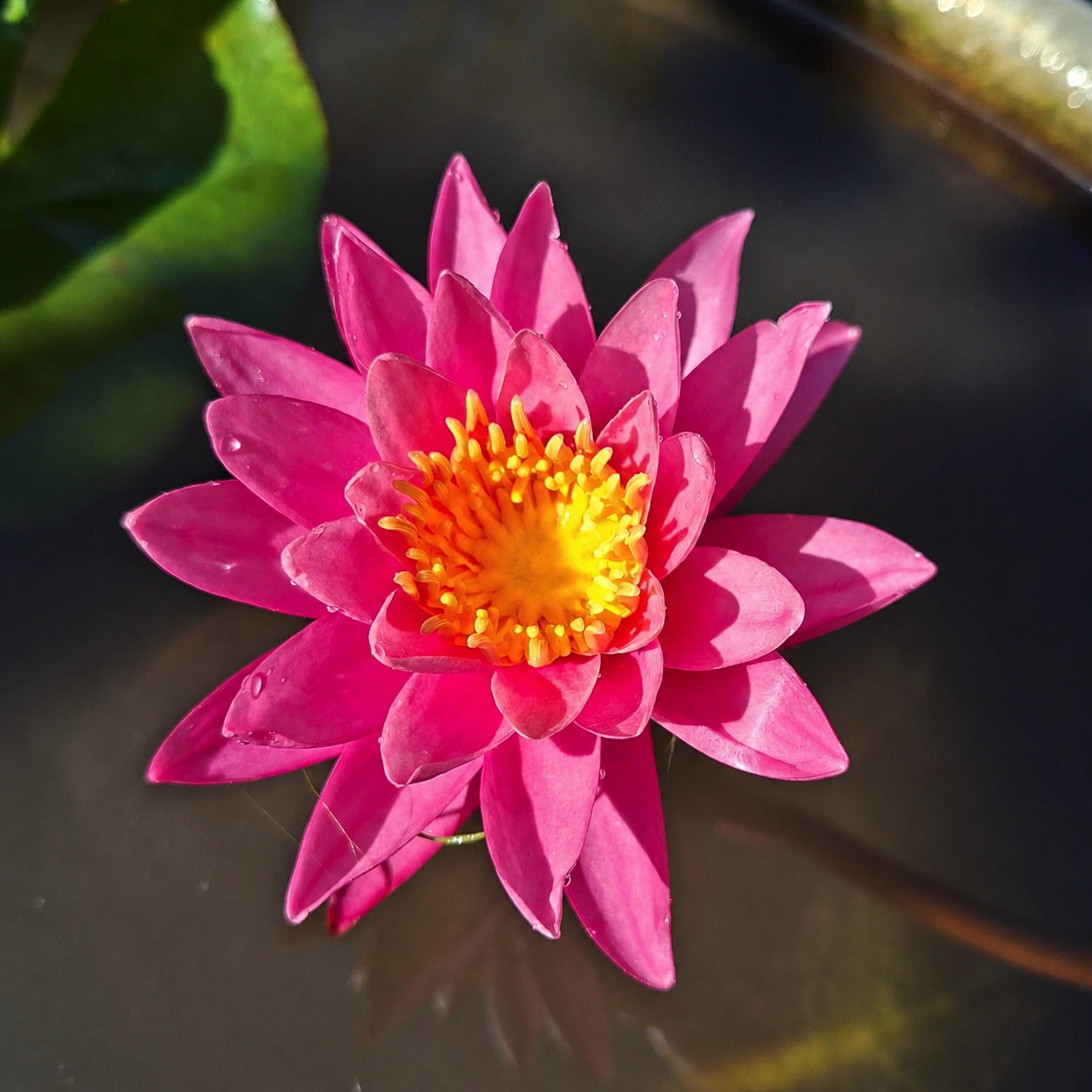 Ninfea Nymphaea Celebration con fiore rosa intenso, pianta acquatica ornamentale per laghetto, vasca e giardino acquatico